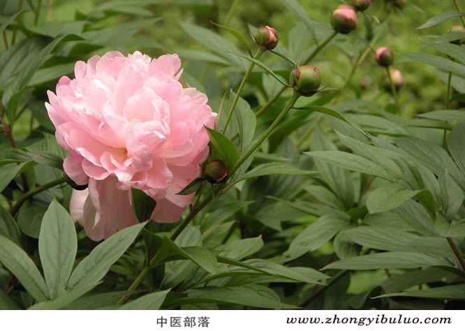 白芍 - 图片3