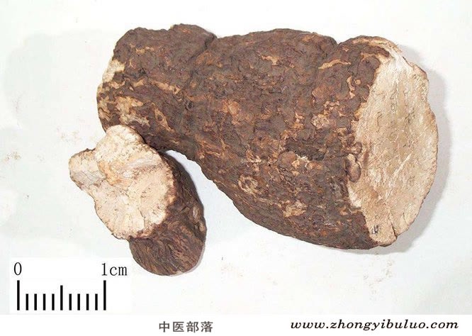 茯苓 - 图片2