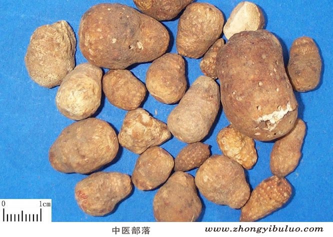 禹白附 - 图片2