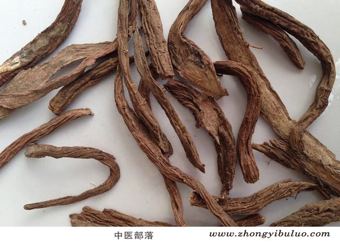 续断 - 图片2