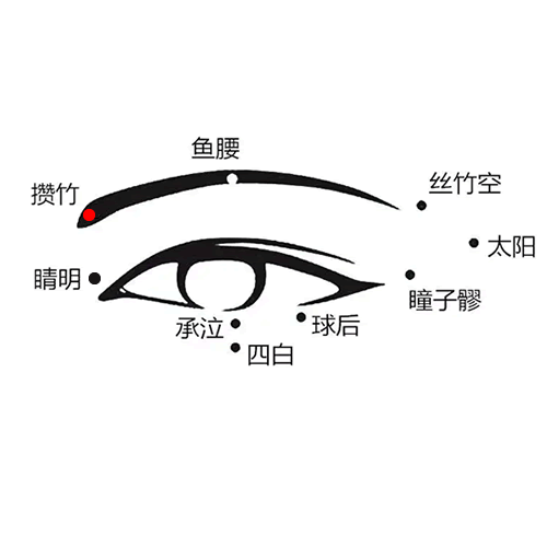 攒竹