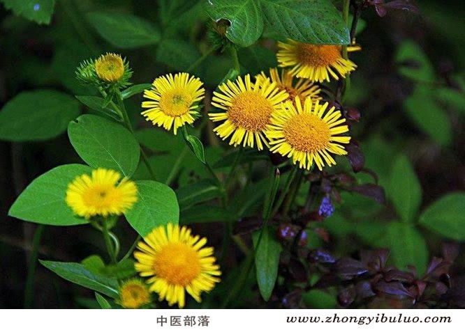 旋覆花 - 图片3
