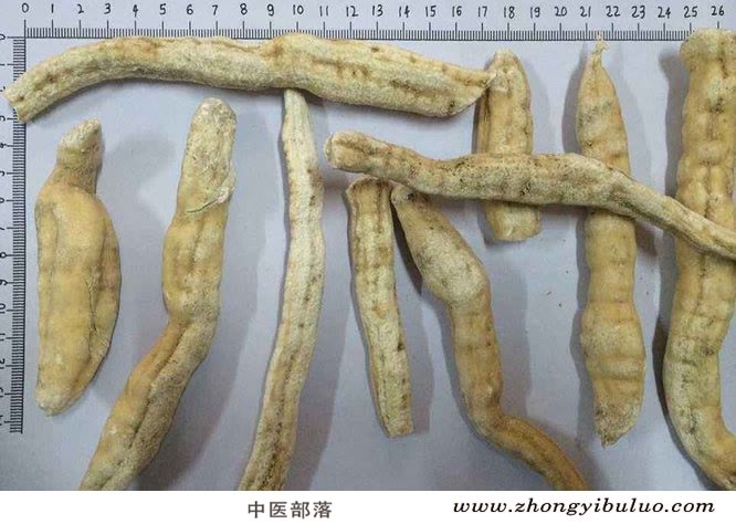 天花粉 - 图片2