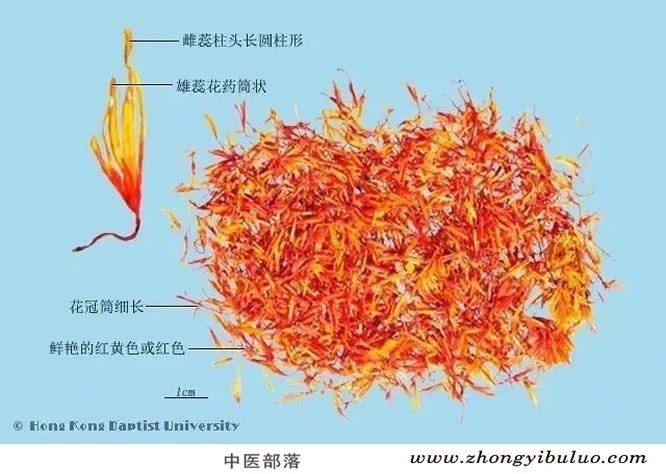 红花 - 图片2