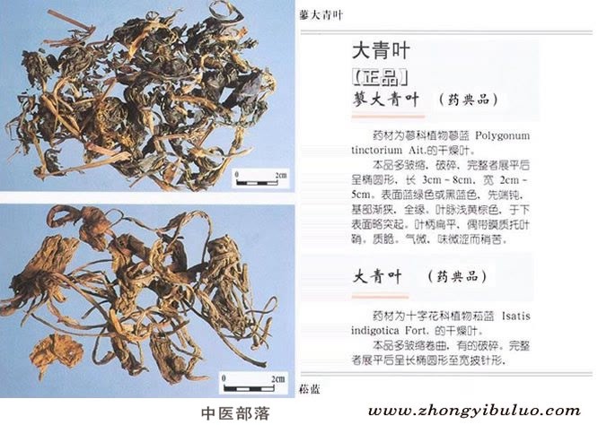 大青叶 - 图片2