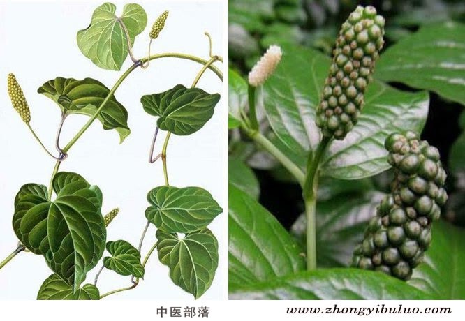 荜茇 - 图片3