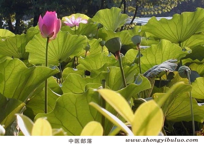 藕节 - 图片3