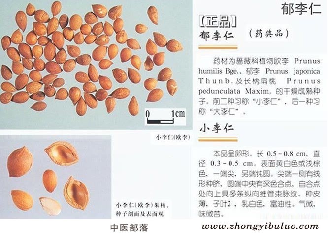郁李仁 - 图片2