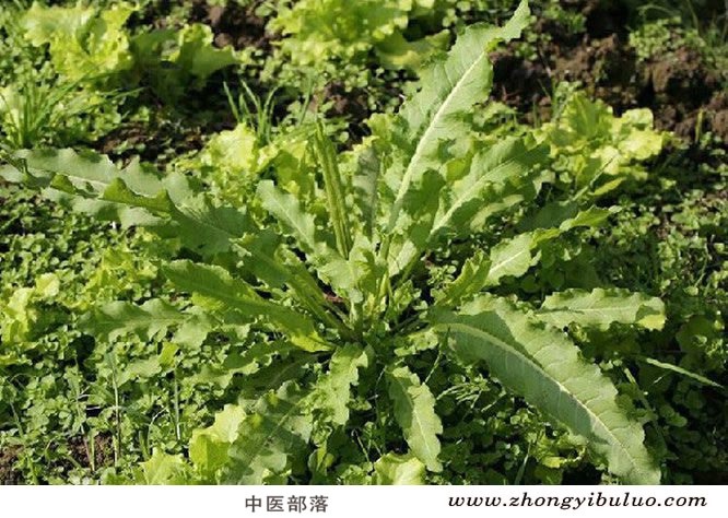 羊蹄 - 图片3