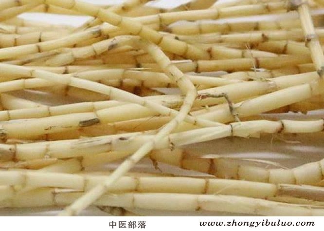 芦根 - 图片2