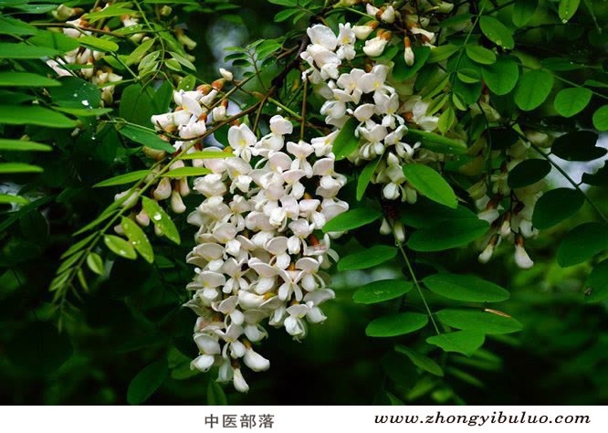 槐花 - 图片3