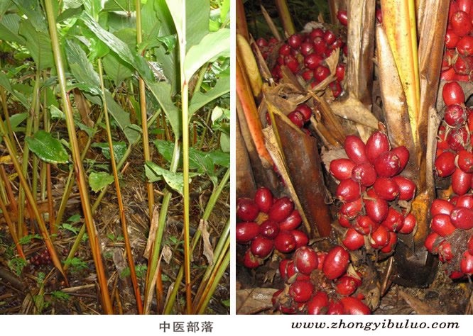 草果 - 图片3