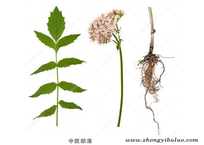 缬草 - 图片2