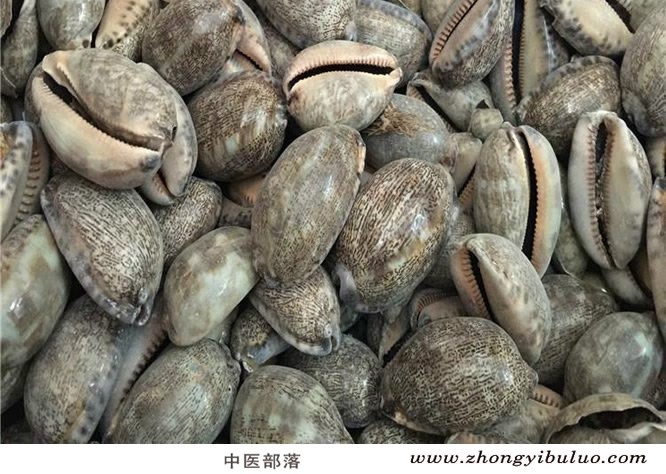 紫贝齿 - 图片2