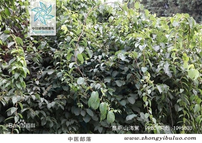 昆明山海棠 - 图片3