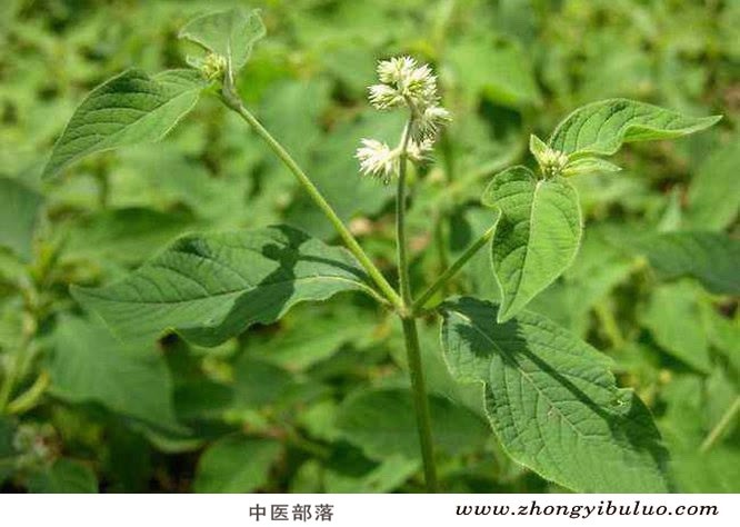 牛膝 - 图片3
