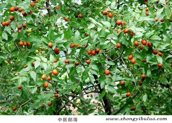 酸枣仁 - 图片3