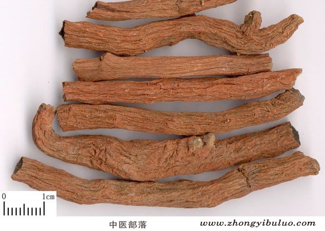 丹参 - 图片2