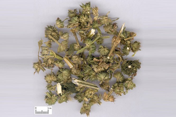 益母草
