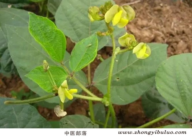 绿豆 - 图片3