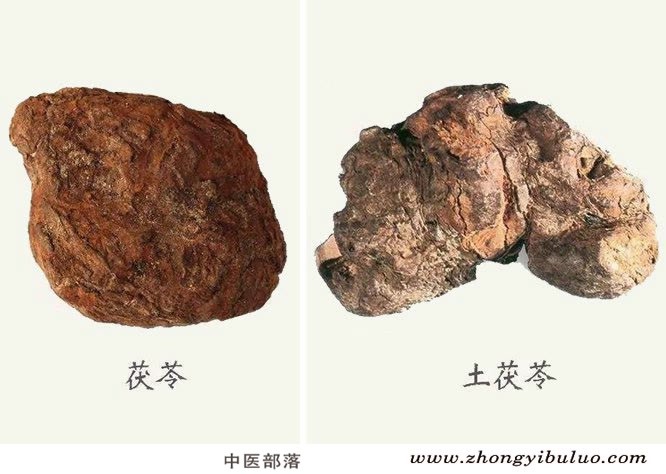 茯苓 - 图片3
