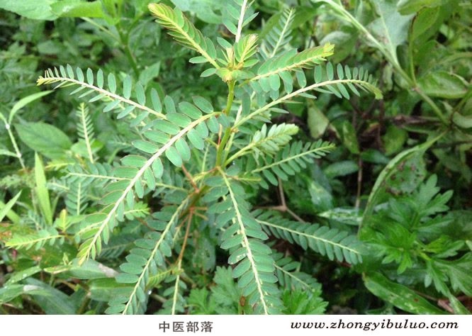 鸡骨草 - 图片3