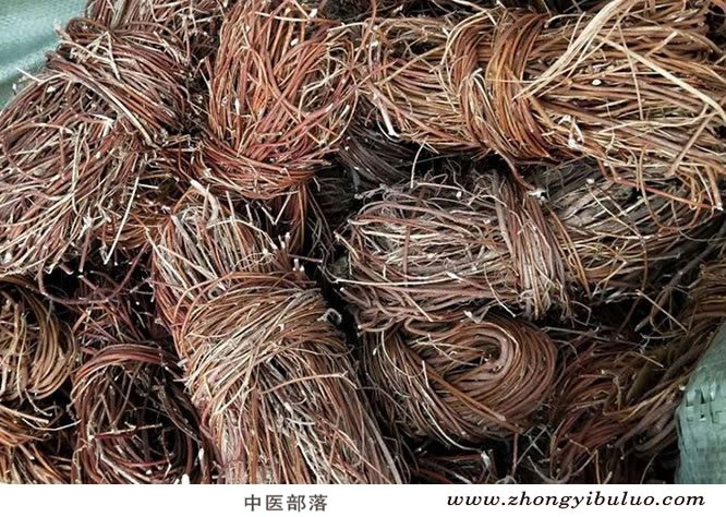 鸡骨草 - 图片2