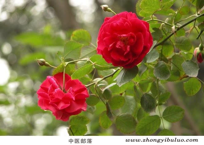 月季花 - 图片2