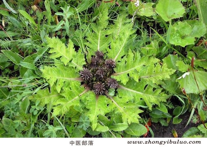 木香 - 图片3
