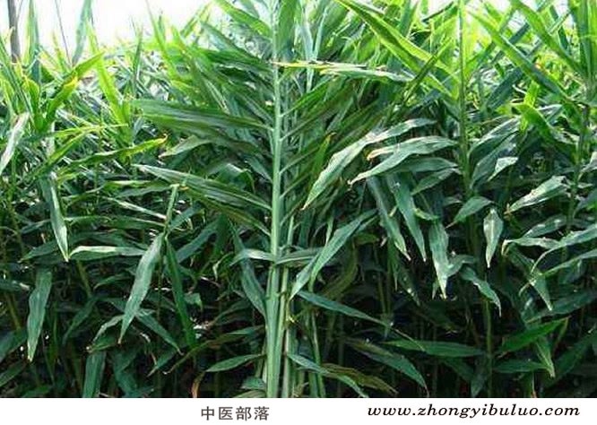 生姜 - 图片3