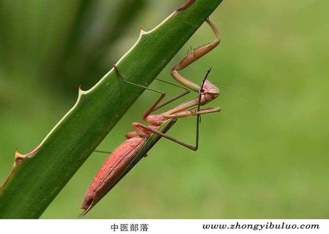 桑螵蛸 - 图片3