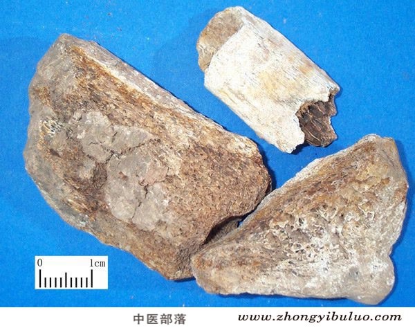 龙骨 - 图片2