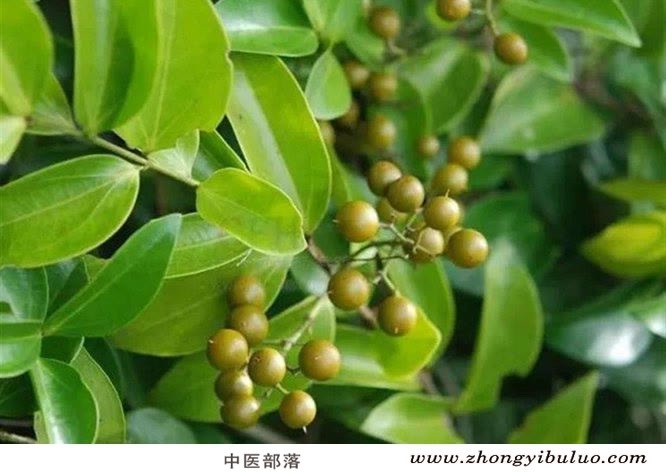 马钱子 - 图片3