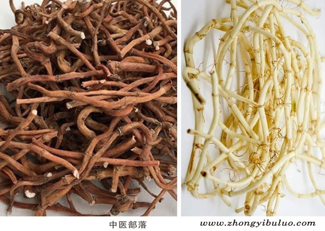 鱼腥草 - 图片2