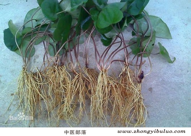 细辛 - 图片2