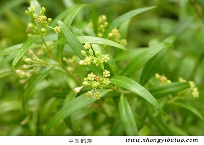 白前 - 图片3