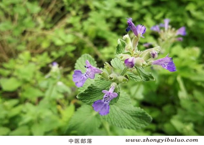荆芥 - 图片3
