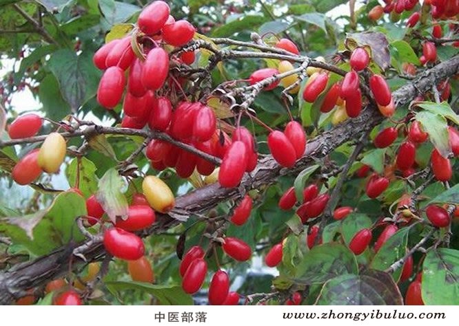 山茱萸 - 图片2