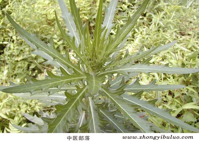大蓟 - 图片2