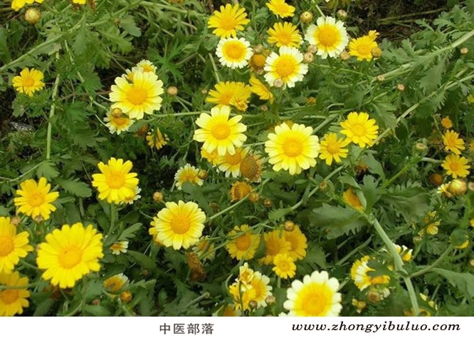 野菊花 - 图片3