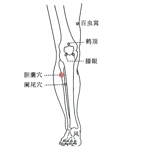 胆囊