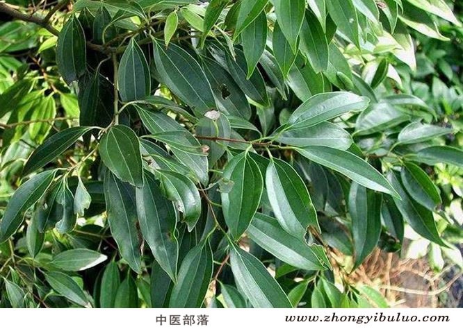 桂枝 - 图片3