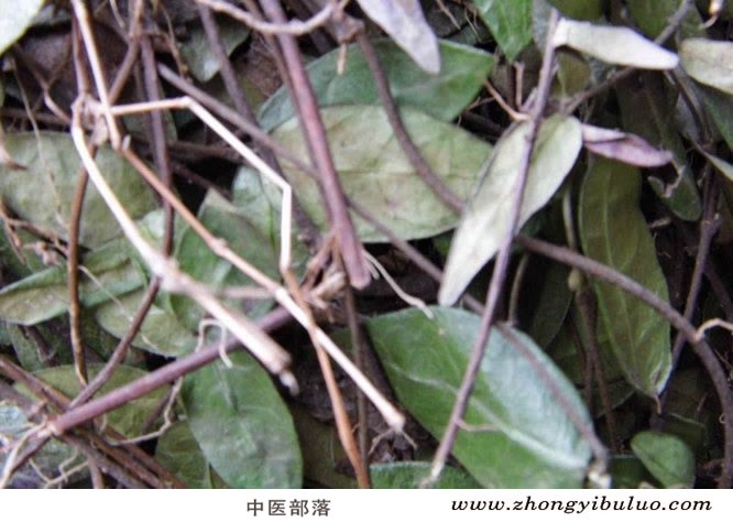 络石藤 - 图片2
