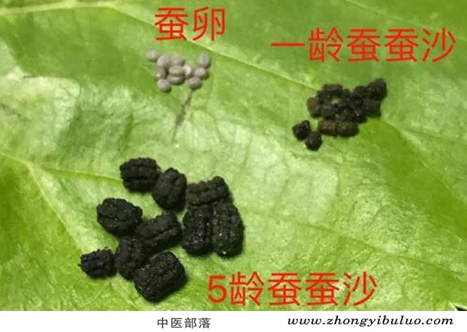 蚕沙 - 图片2