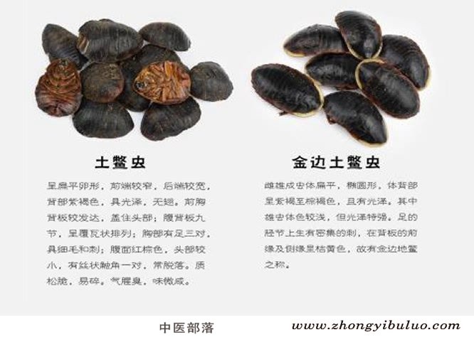 土鳖虫 - 图片3