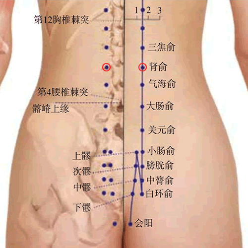 肾俞