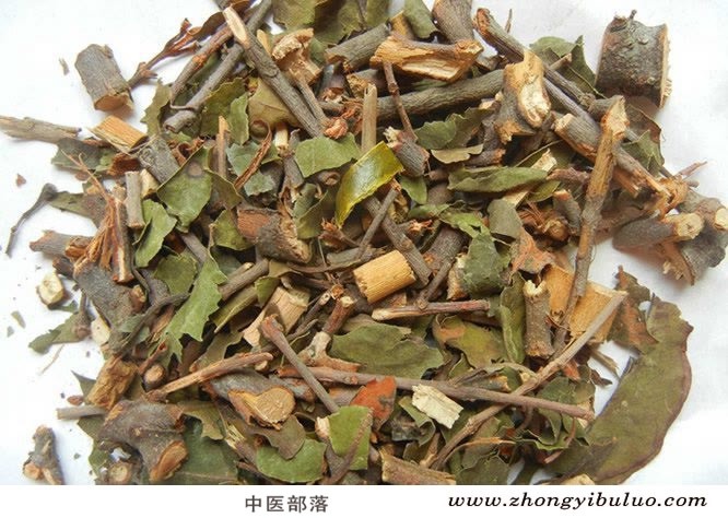 桑寄生 - 图片2