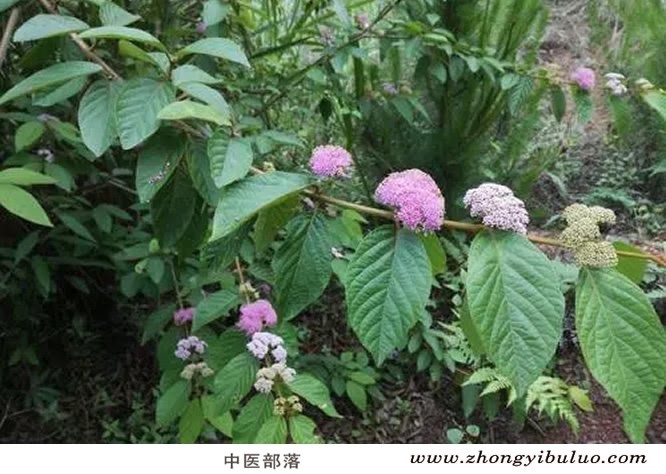 紫珠 - 图片2