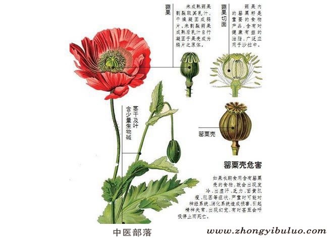 罂粟壳 - 图片3