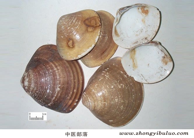 海蛤壳 - 图片2